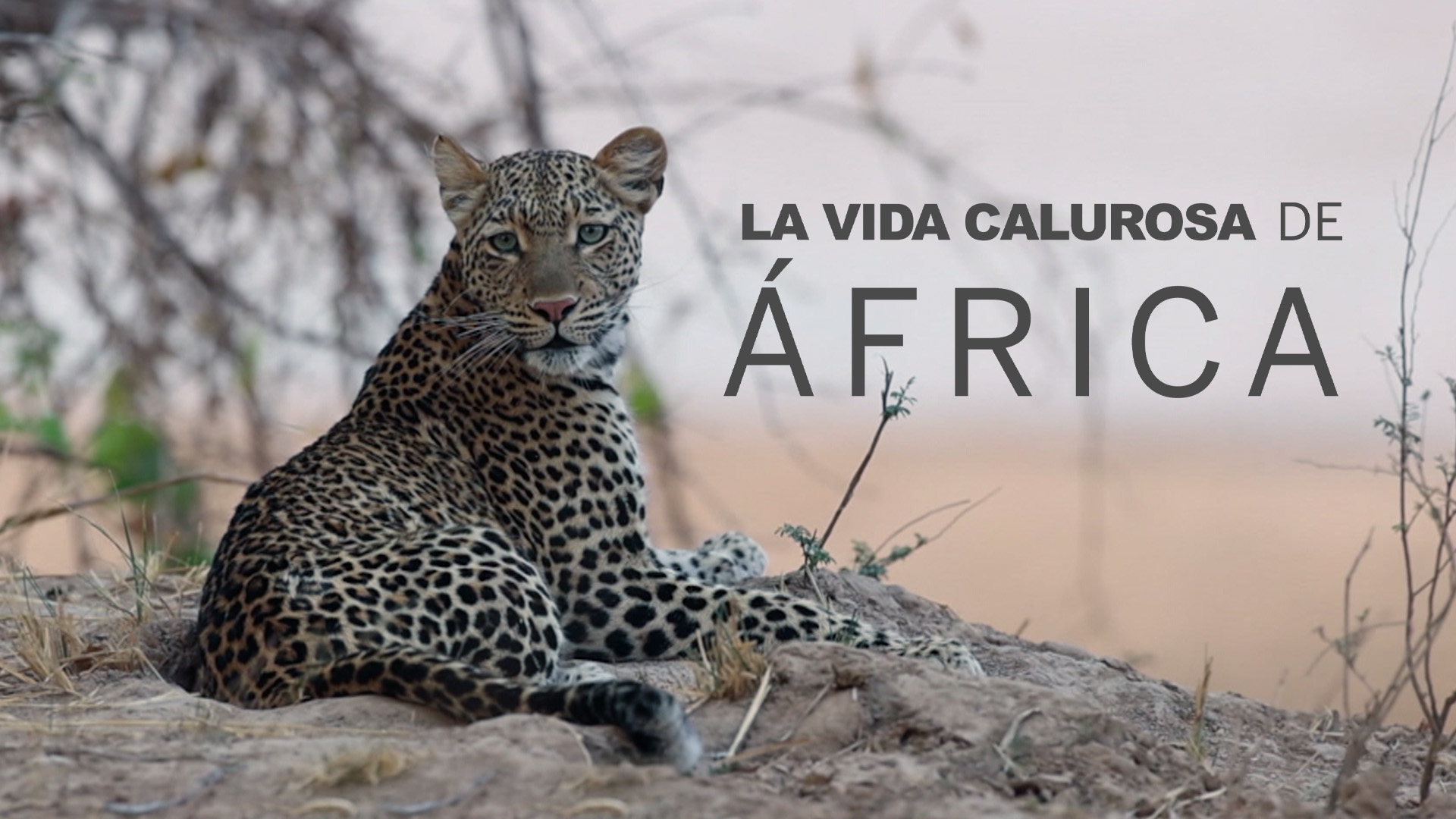 La vida calurosa de África