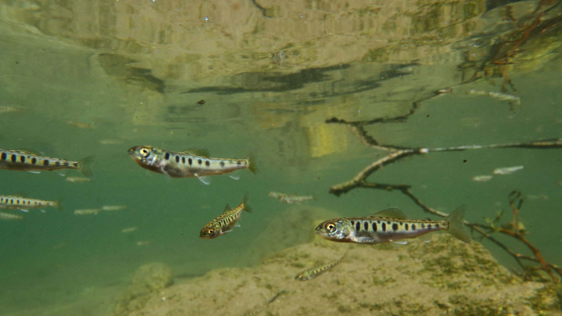Kleine Fische ganz groß