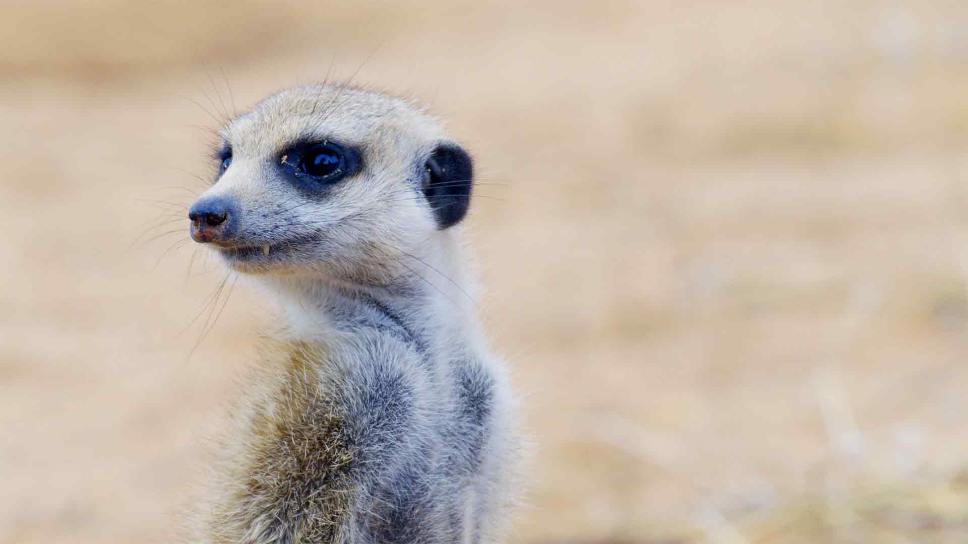 Les icônes de la faune sauvage