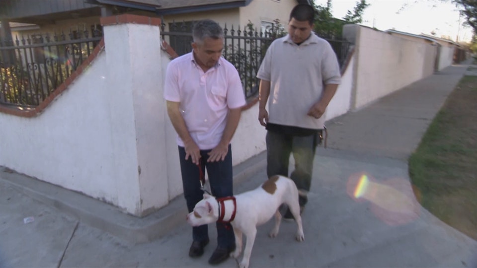 El encantador de perros