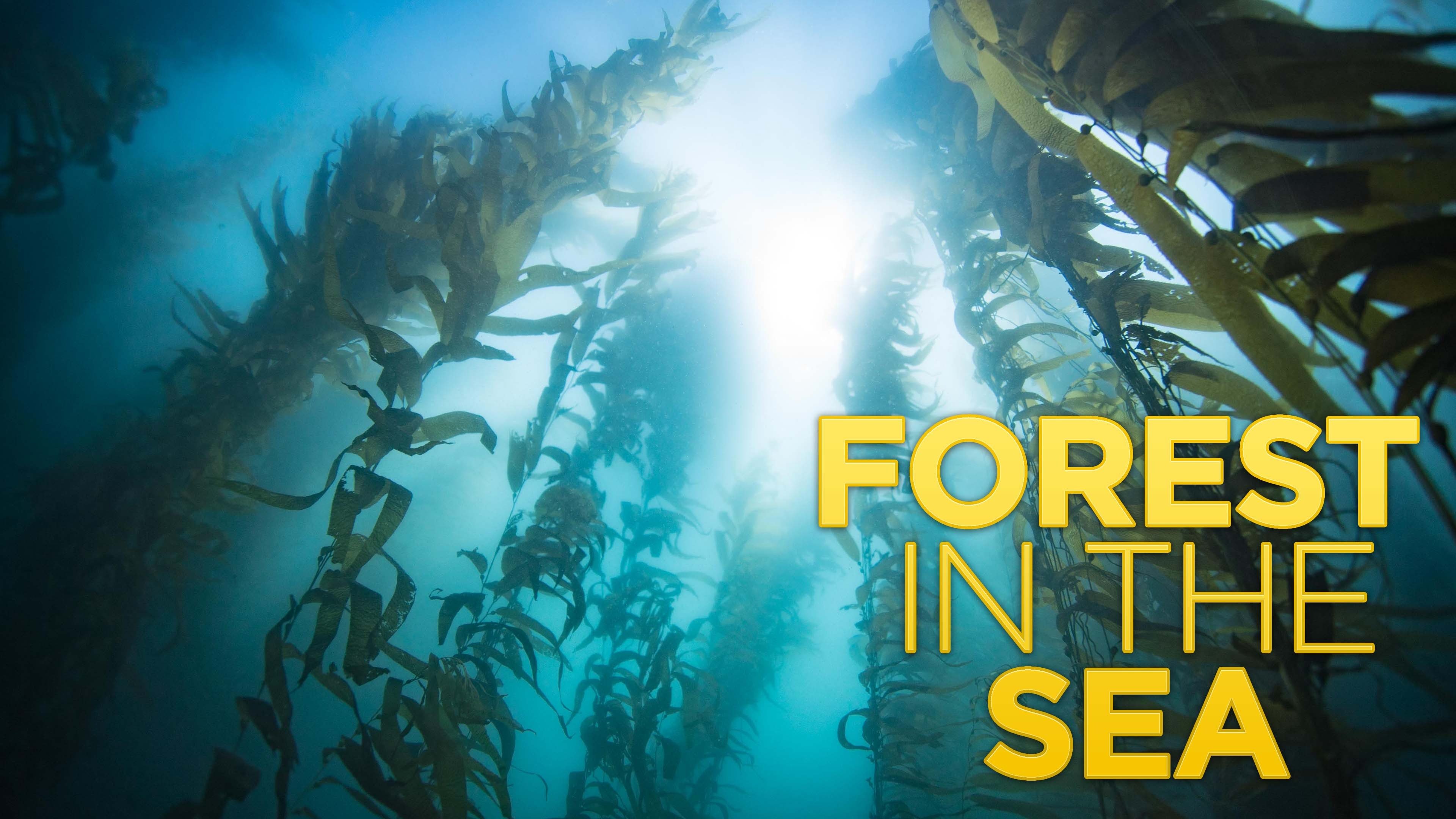 Forest in the Sea