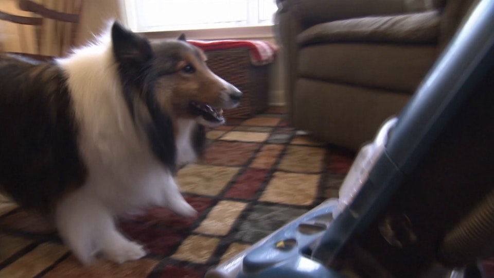 El encantador de perros