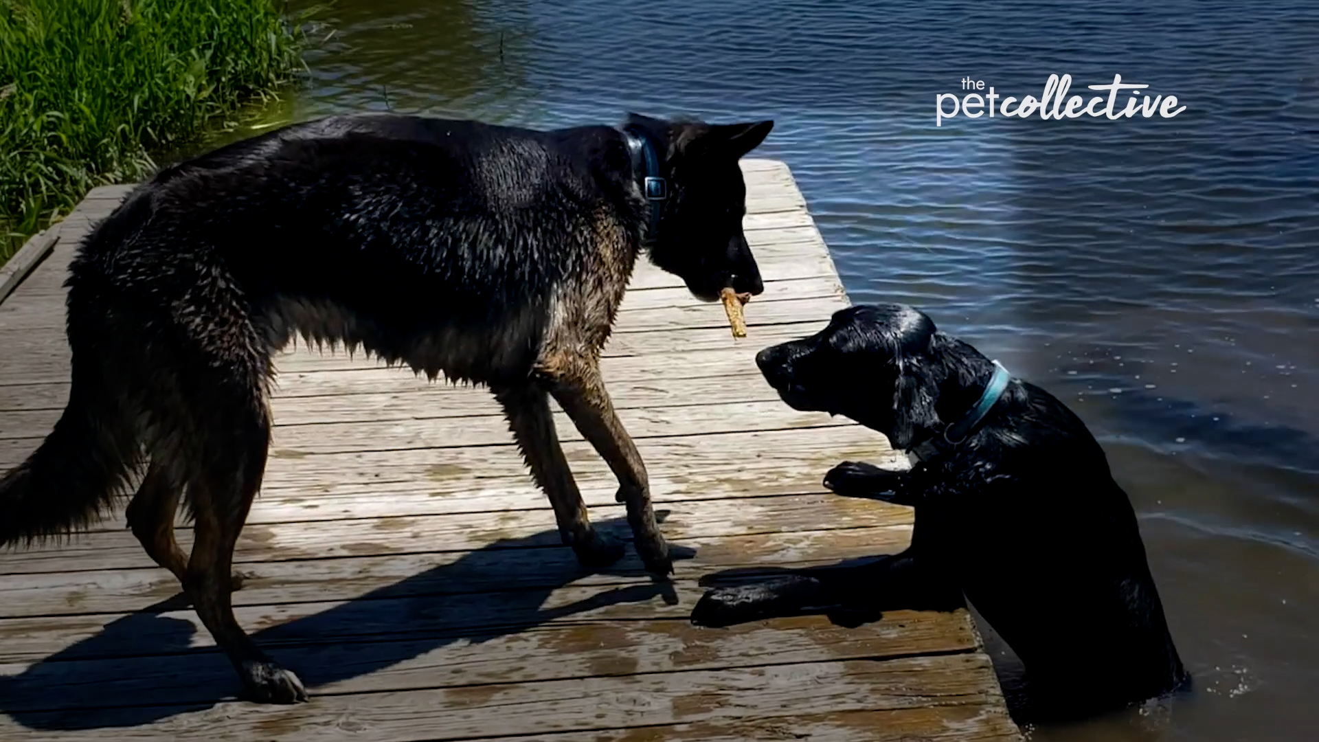 Best Pets of the Month