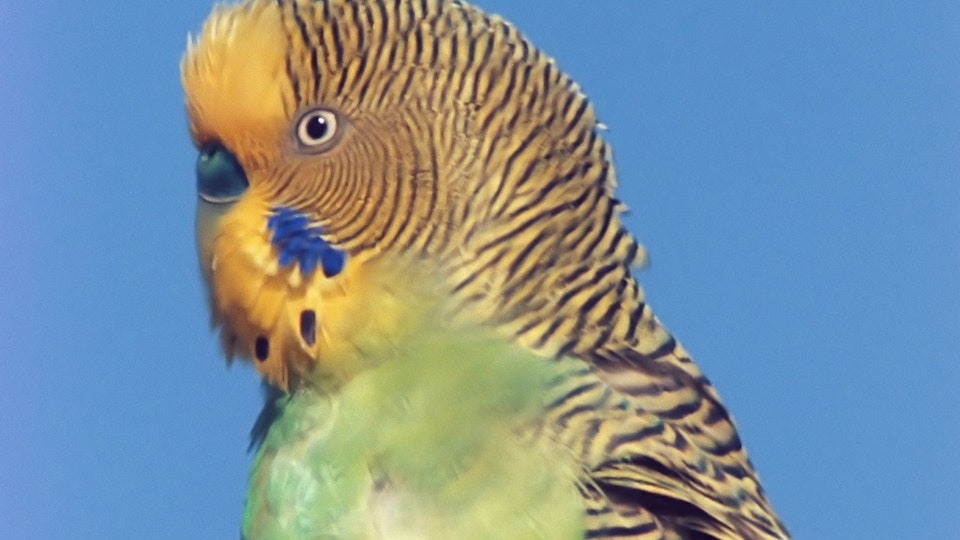 Tiere vor der Kamera