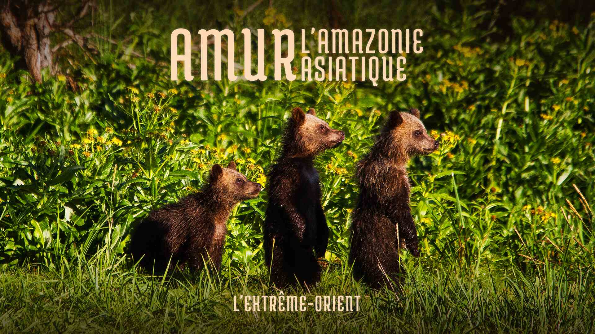 Amour: l'Amazonie Asiatique