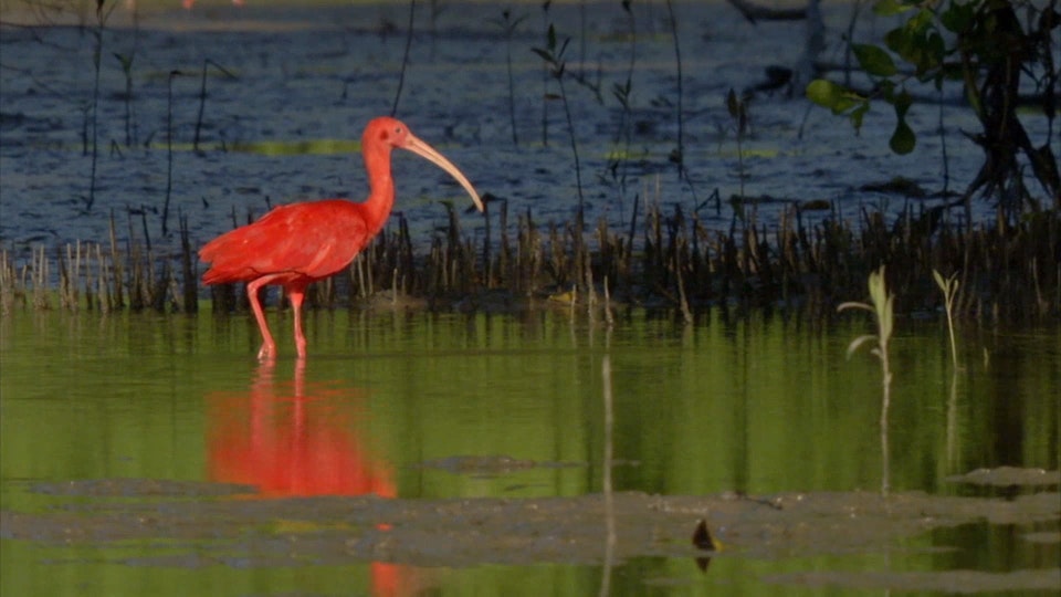 Wildest Latin America: Venezuela: The Treasure of El Dorado