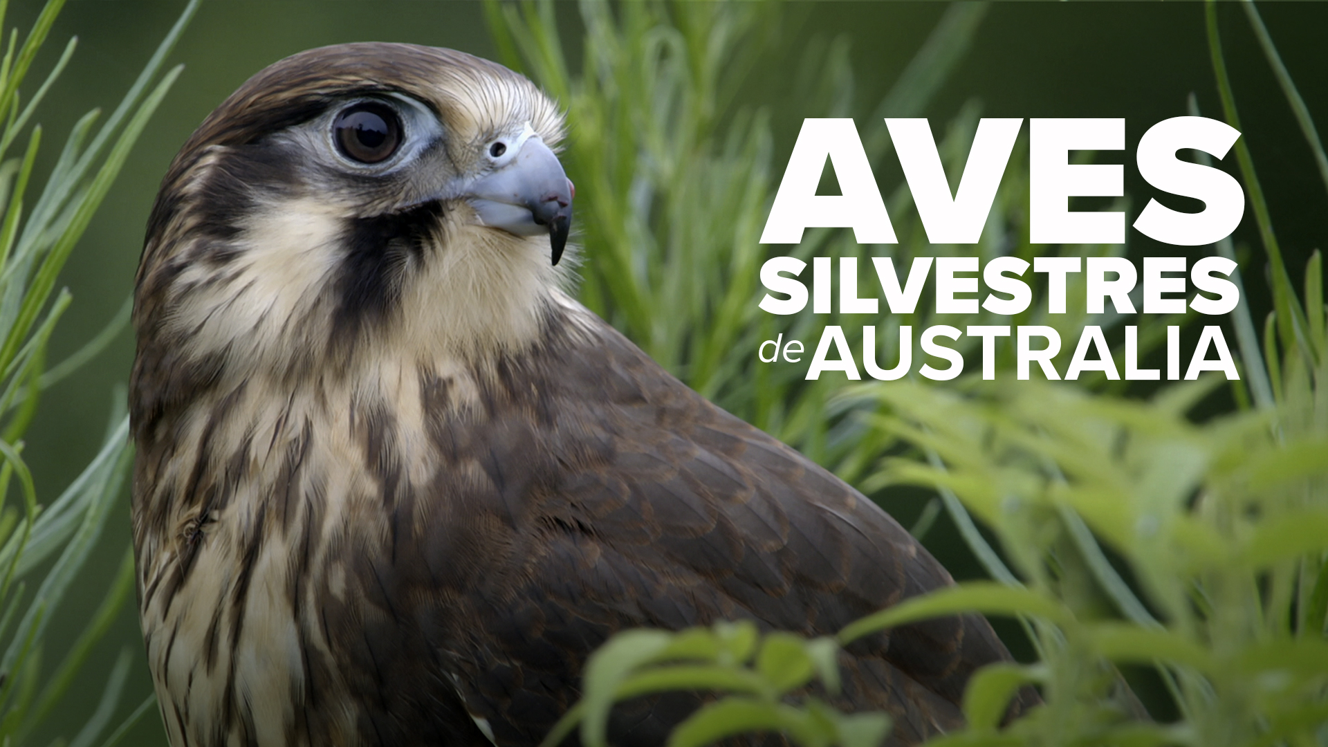 Aves Silvestres de Australia