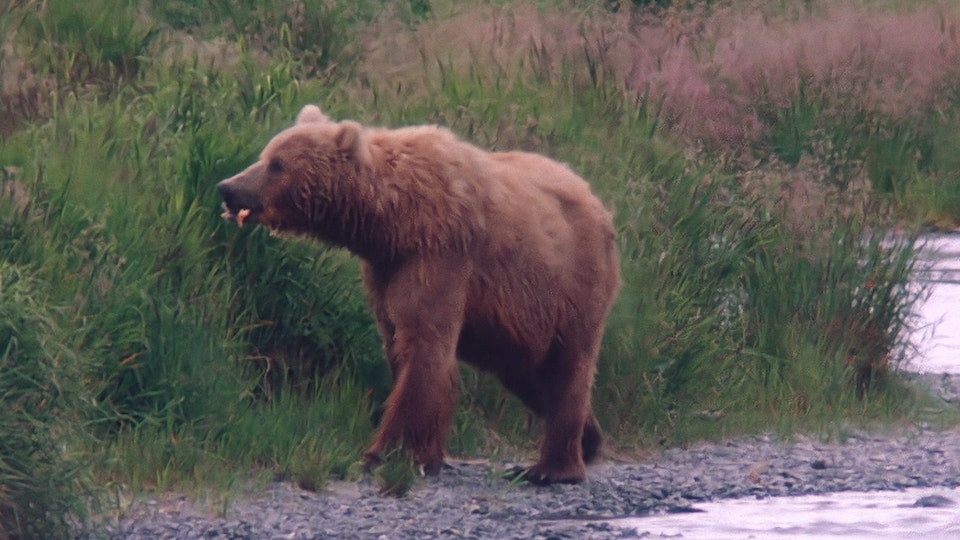 Tiere vor der Kamera