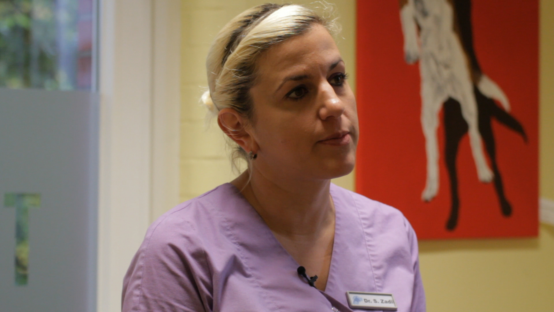 Kastration bei Hunden