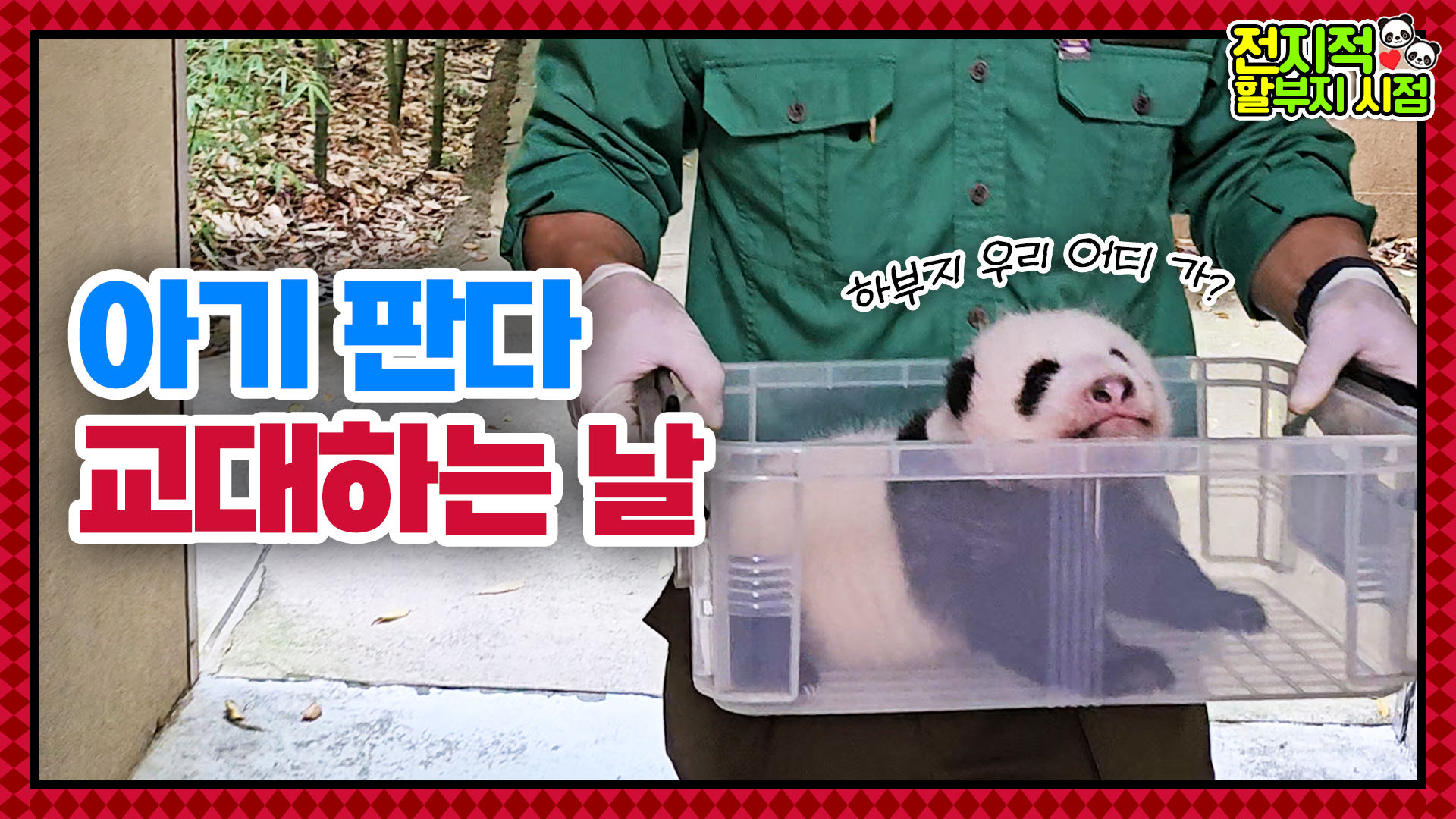 쌍둥이 판다는 어떻게 교대하나요? 아이바오의 슬기로운 육아생활 53회