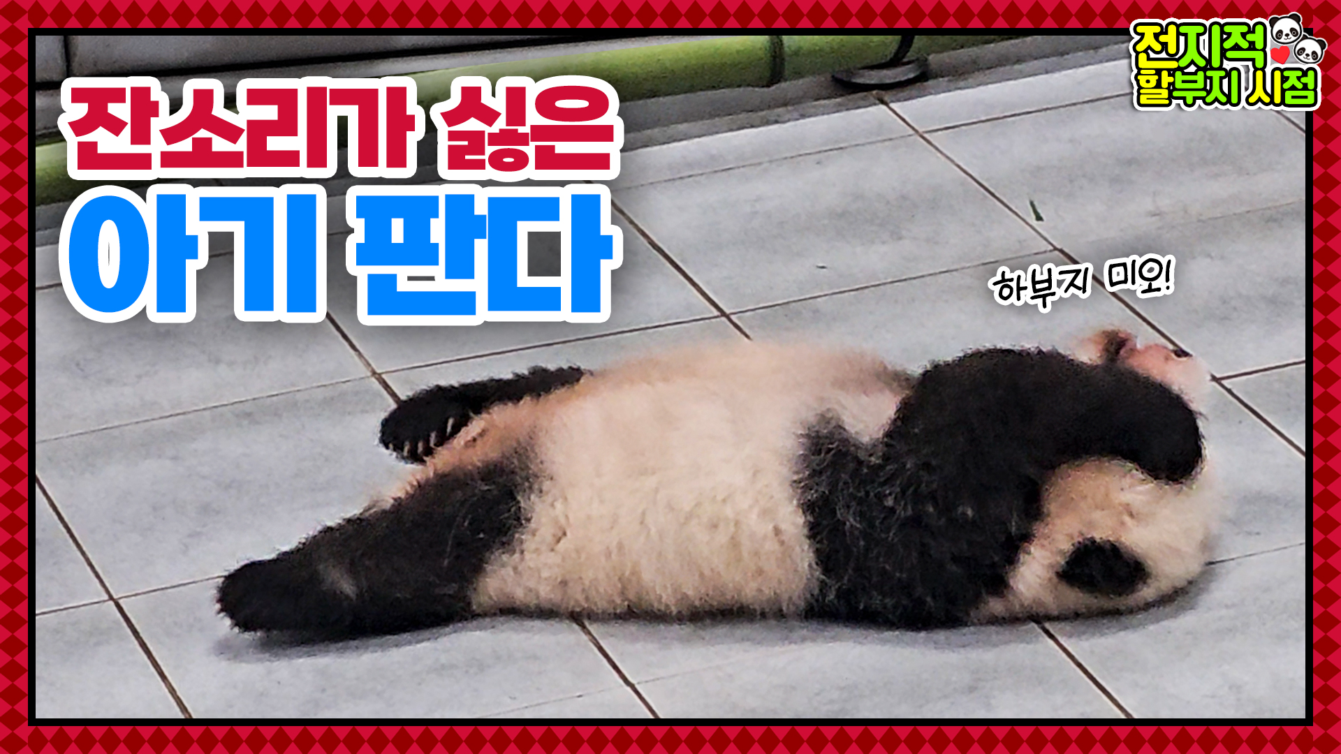 “푸바오 언니한테 눈 가리기 배웠어오” 날이 갈수록 뚠뚠해지는 쌍둥이들