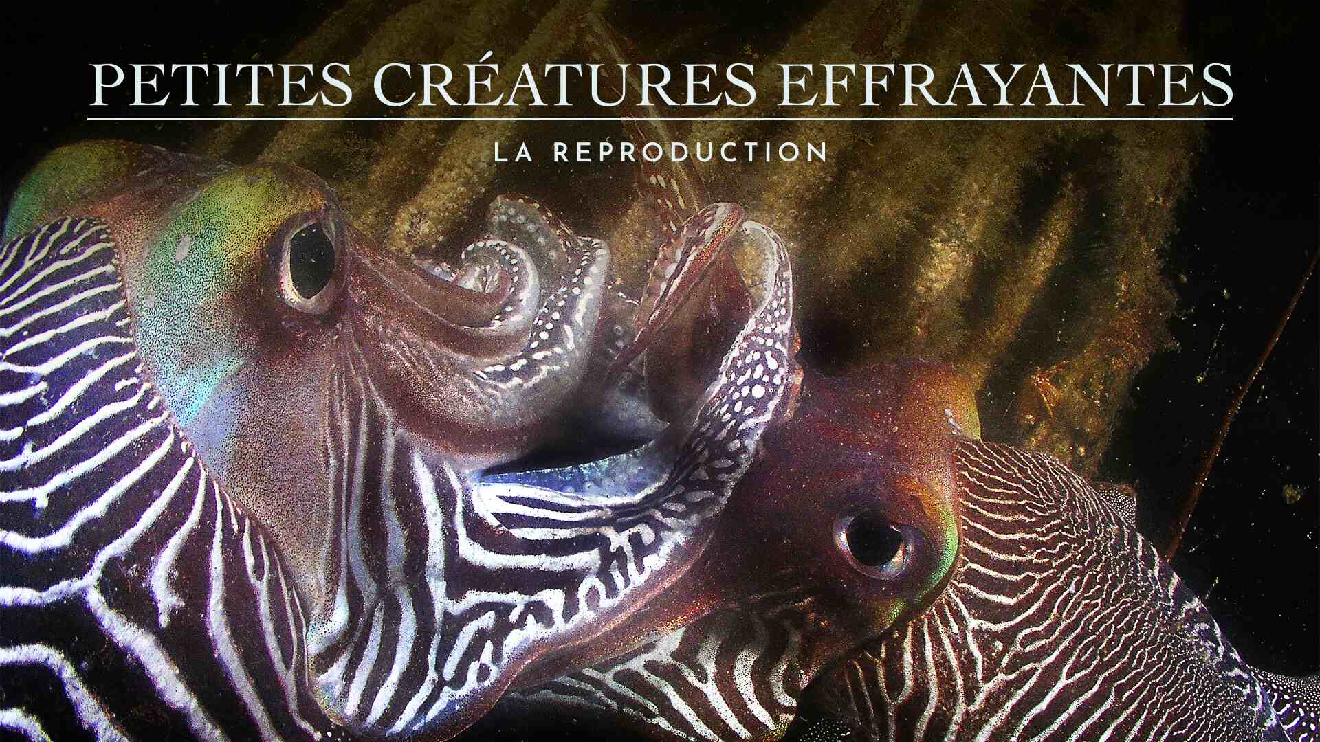 Petites Créatures Effrayantes