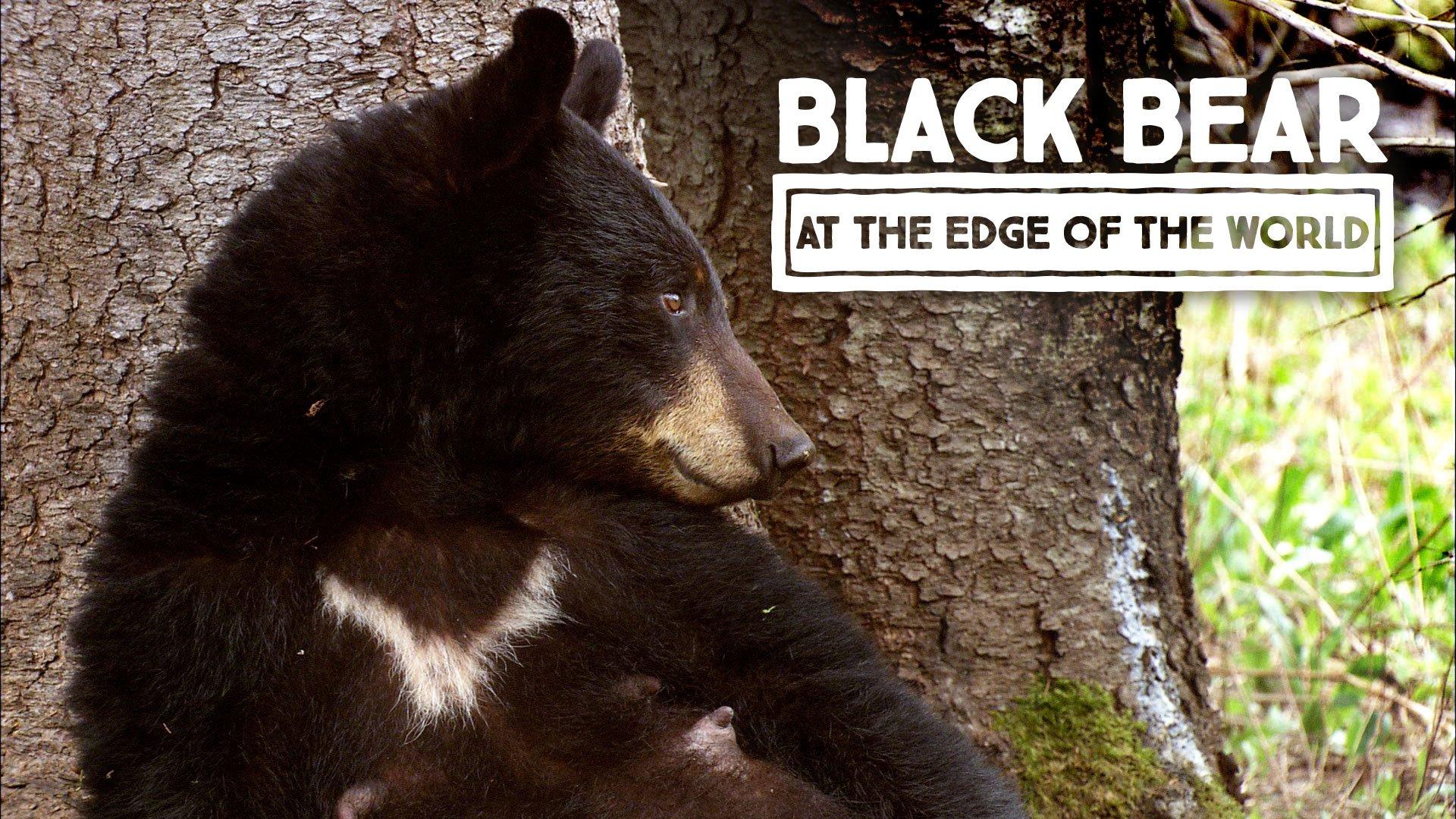 Black Bear: At the Edge of the World