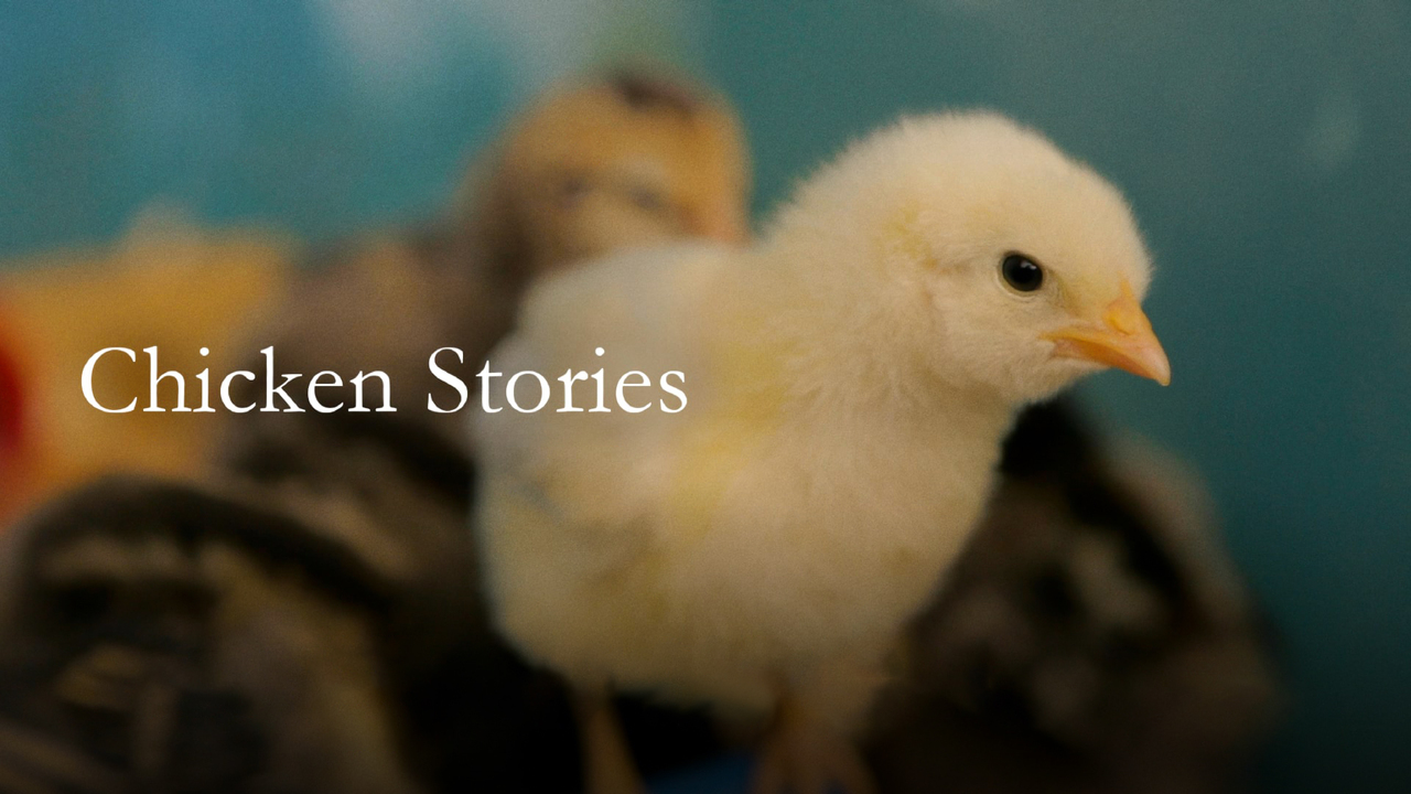 Chicken Stories