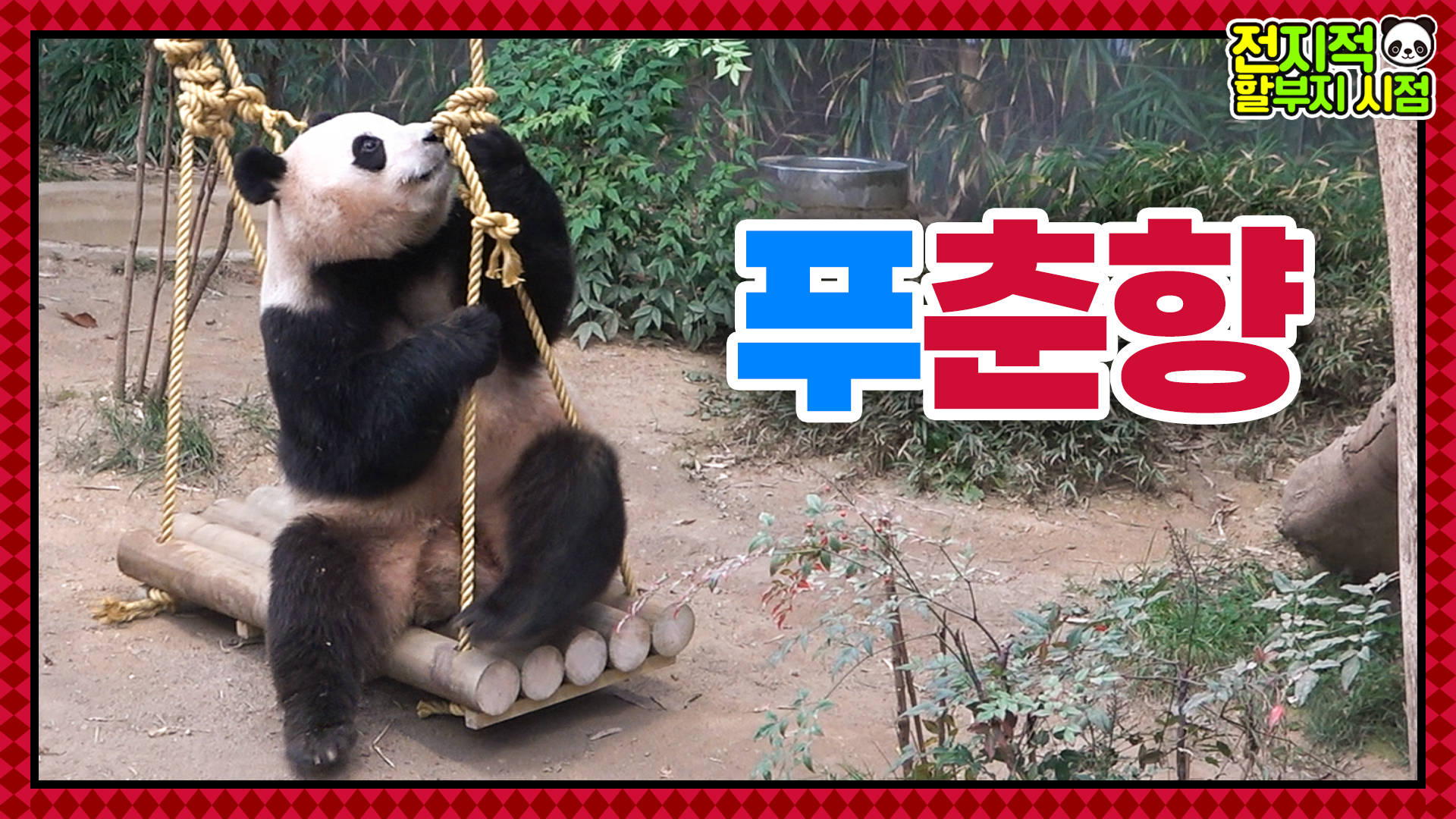 강바오는 푸바오가 너무 대견해! 폭풍 칭찬받은 플러팅장인 푸춘향부터 칼퇴