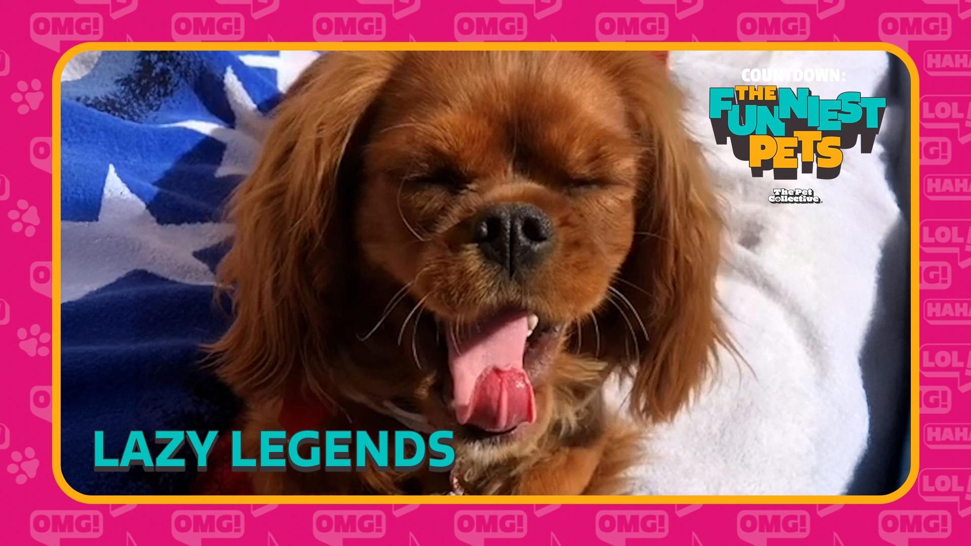 Countdown: The Funniest Pets