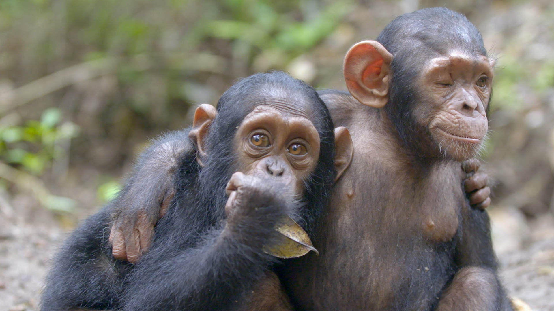 Schimpansen im Kongo mit Jane Goodall