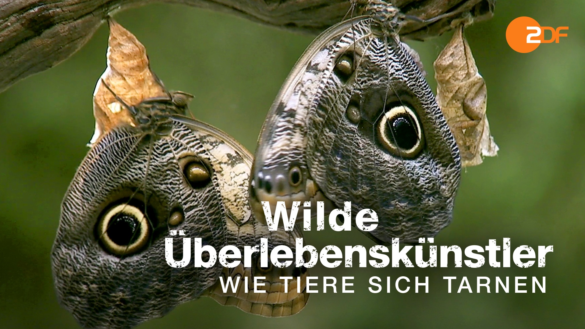 Wilde Überlebenskünstler