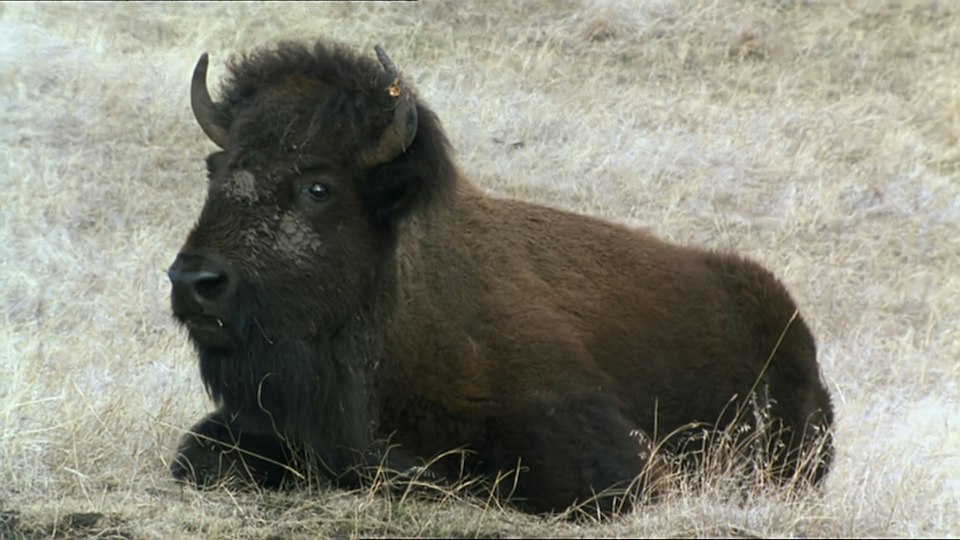 Tiere vor der Kamera