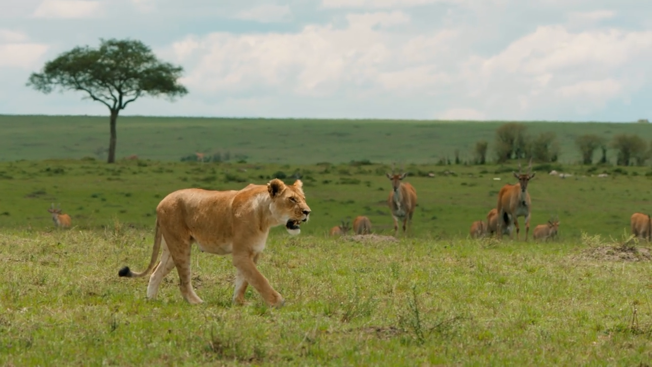 Serengeti