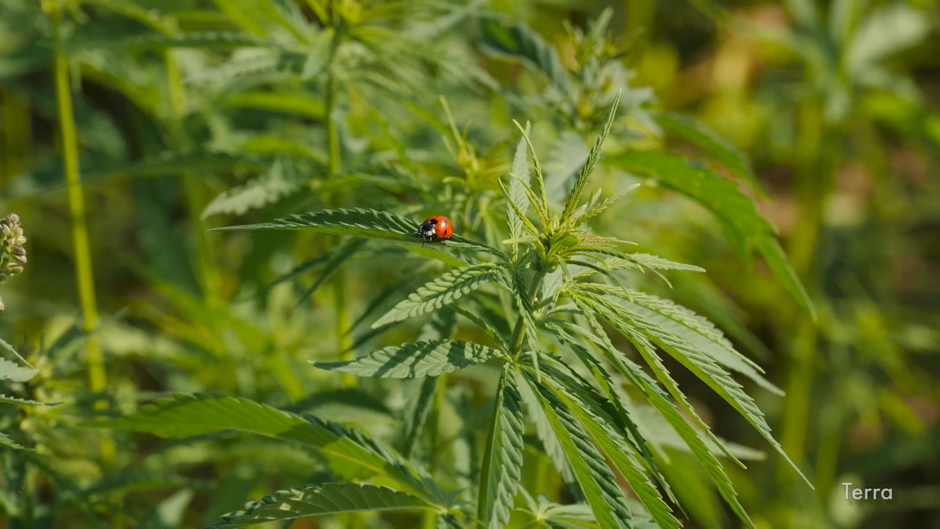 La Canapa di Campobasso