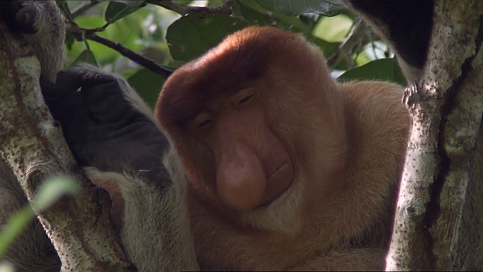 Tiere vor der Kamera