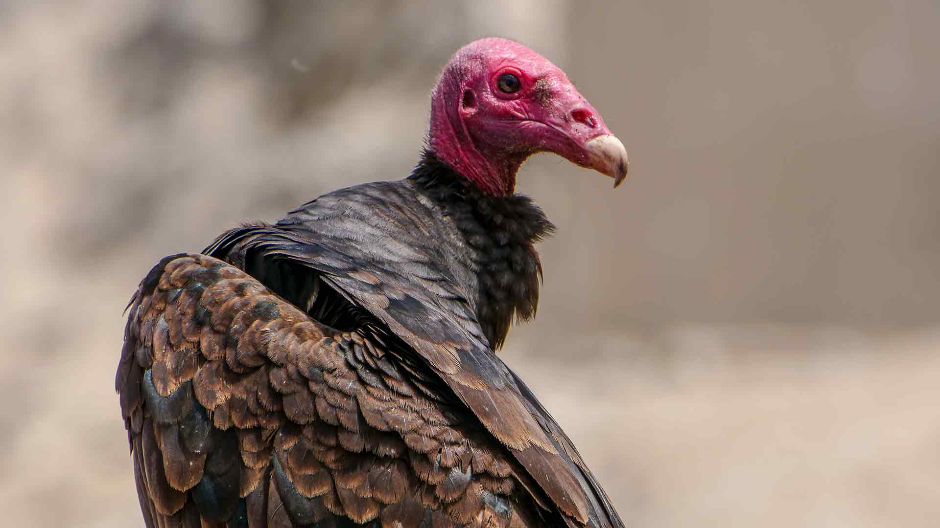 Wild Peru: Andes Battleground