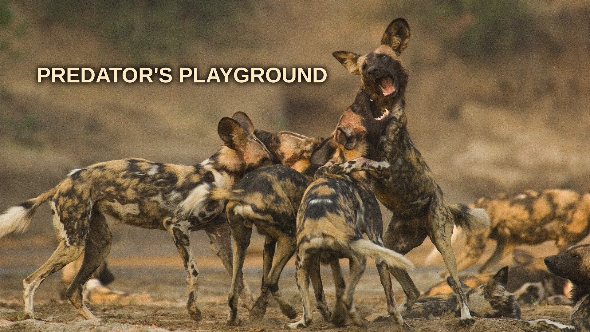 Predator's Playground