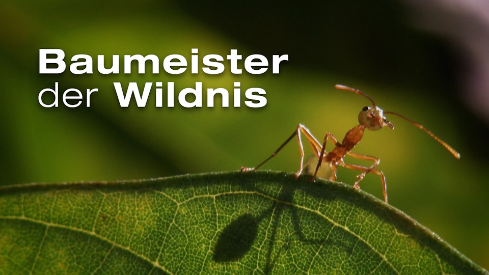 Baumeister der Wildnis