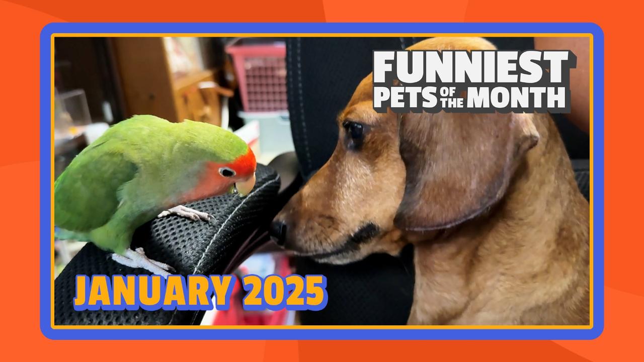 Funniest Pets of the Month | Ep. 2.2