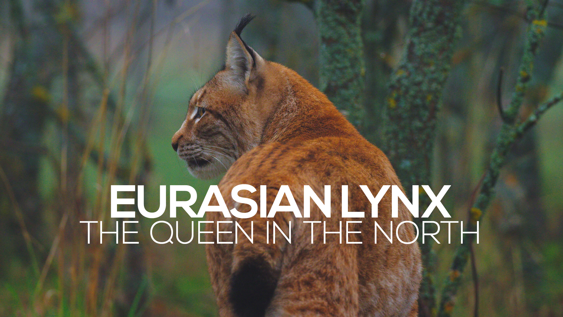 Eurasian Lynx: The Queen in the North