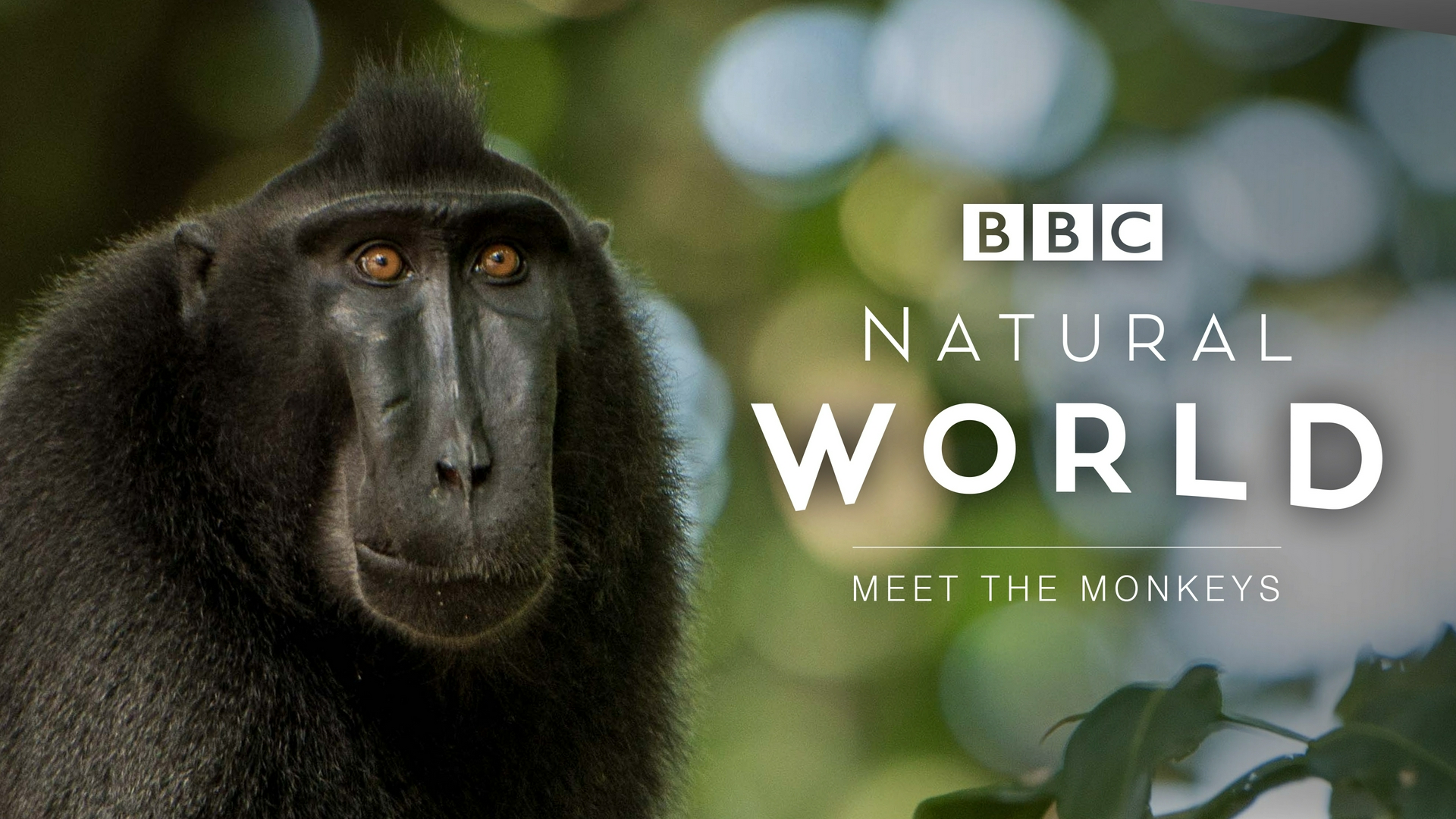 Faucon blanc Loup blanc Sos Macaques