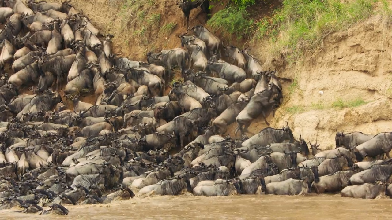 Wanderung der Gnuherden