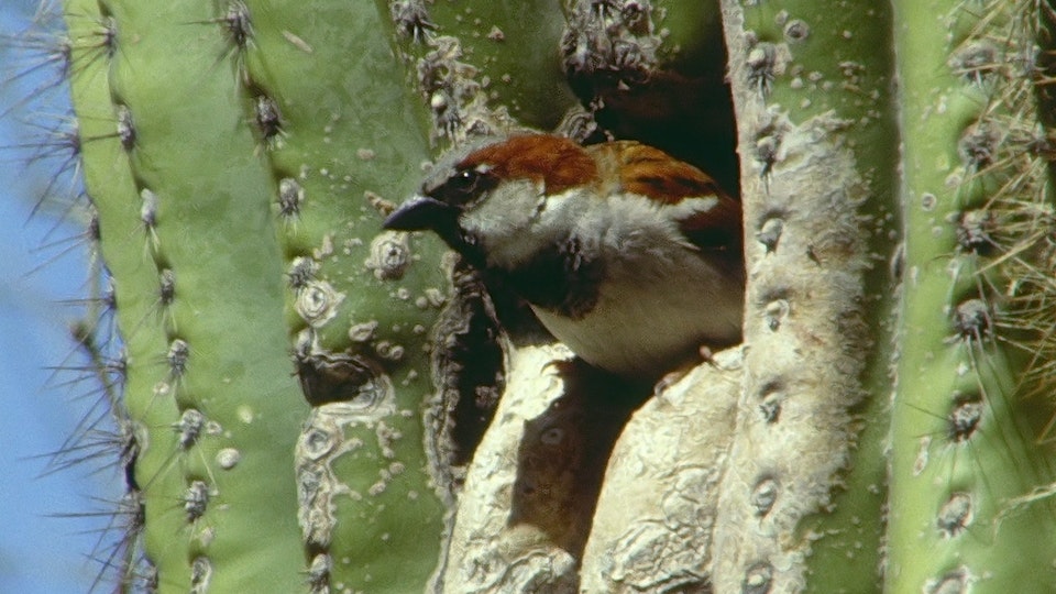 Tiere vor der Kamera