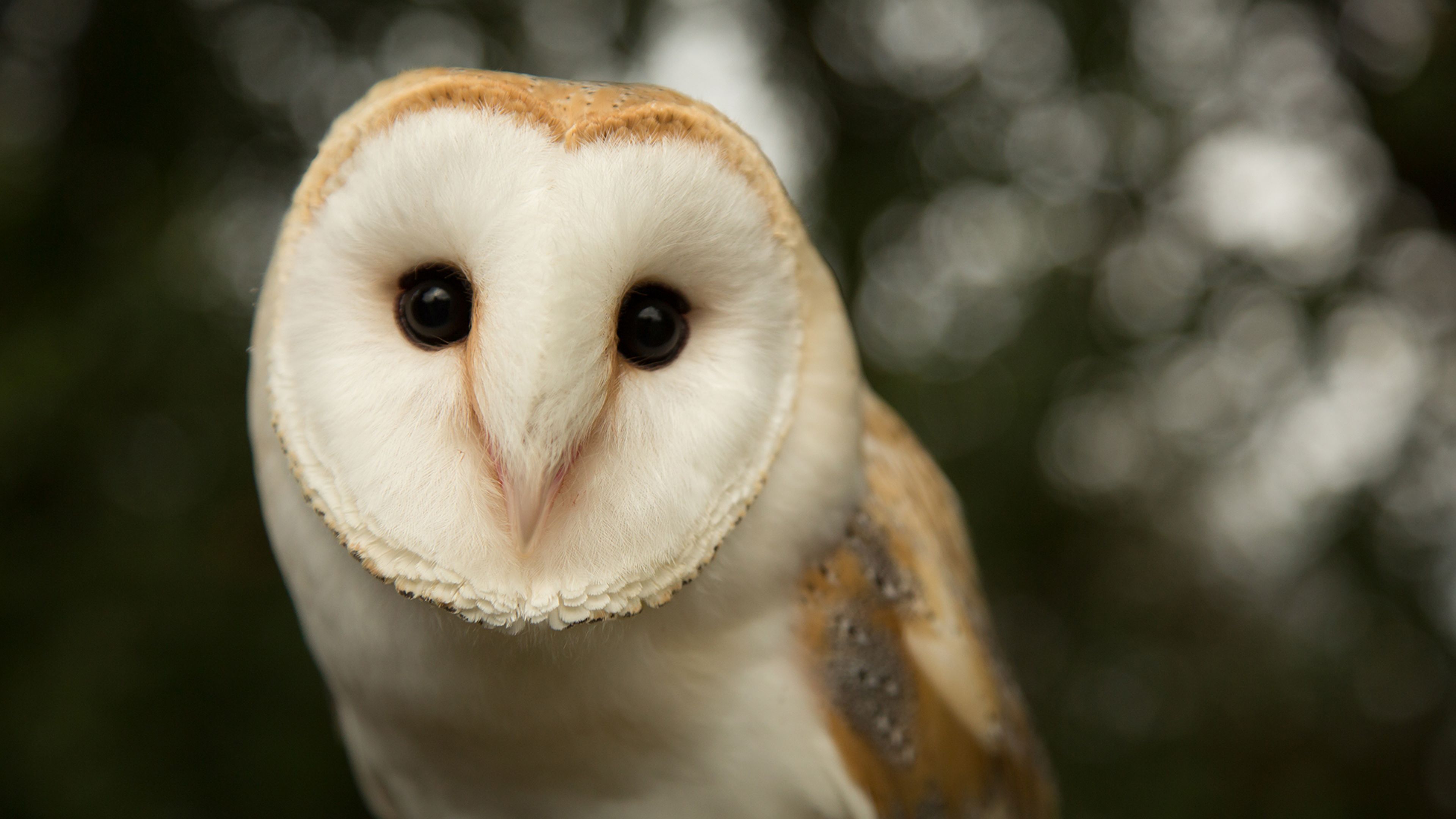 The Secret Life Of Baby Owls