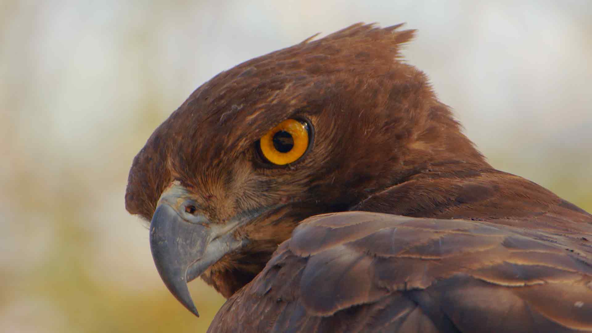 Survivre à l'état sauvage