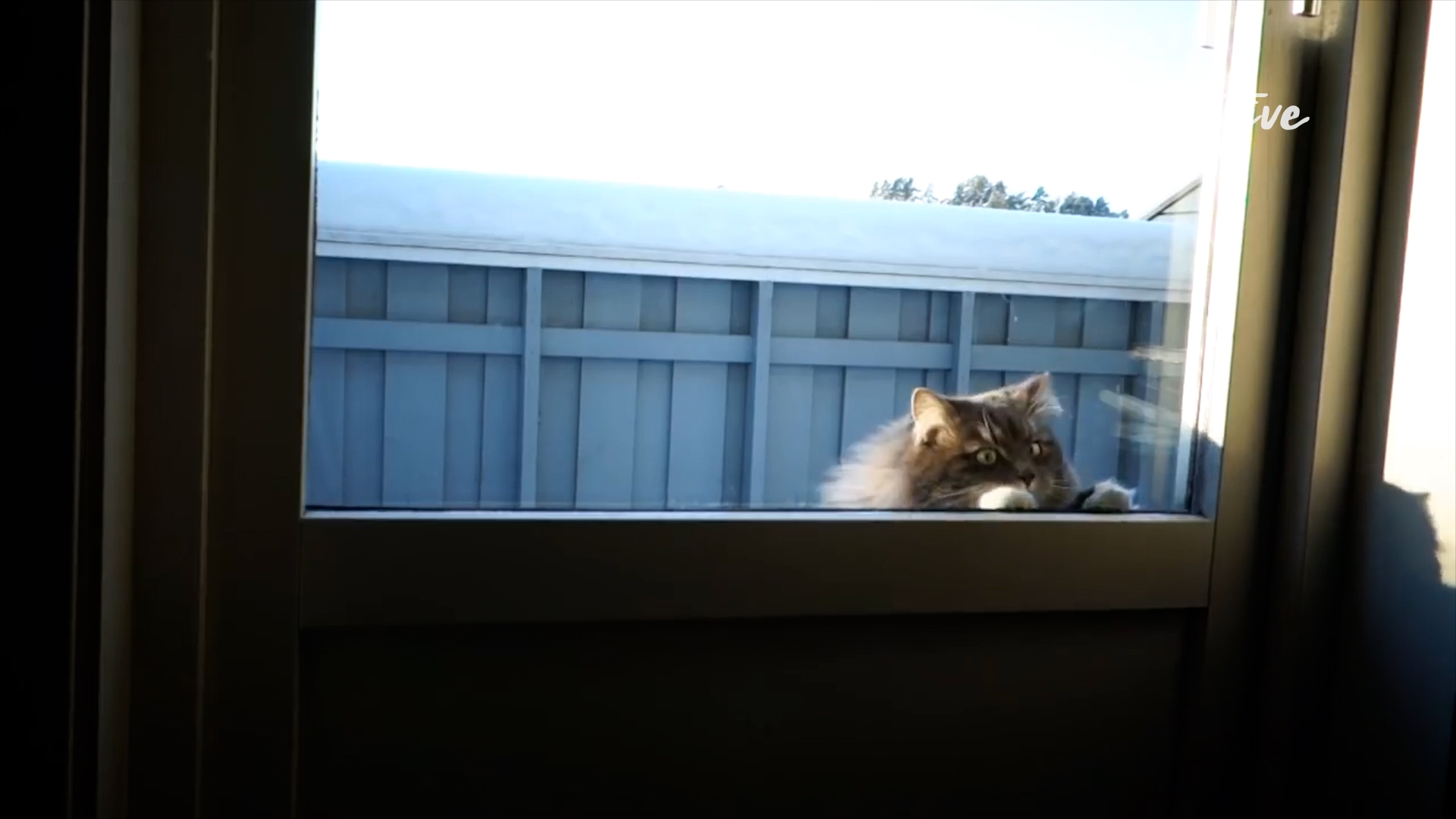 Best Pets of the Month