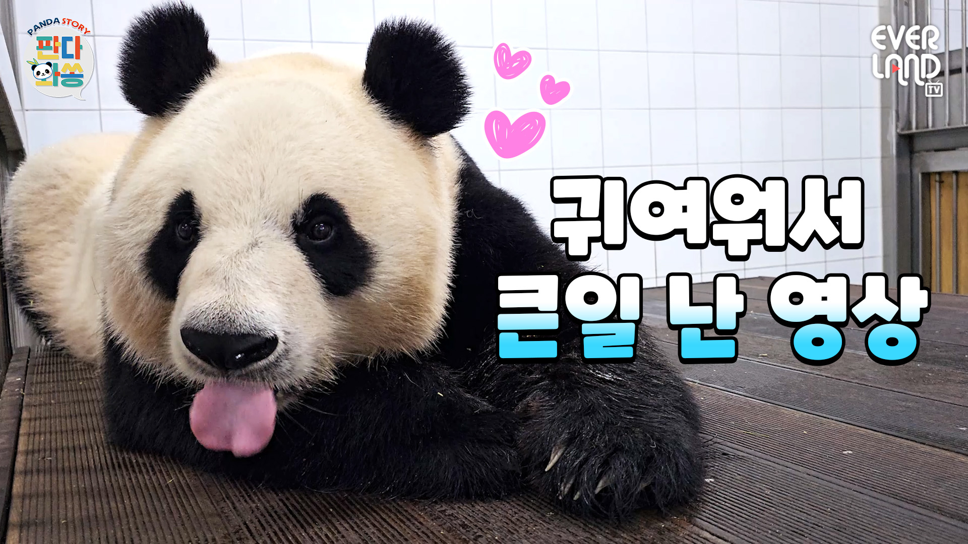 아이바오&송바오 꿀뚝뚝 사랑의 대화 #미공개영상 108회