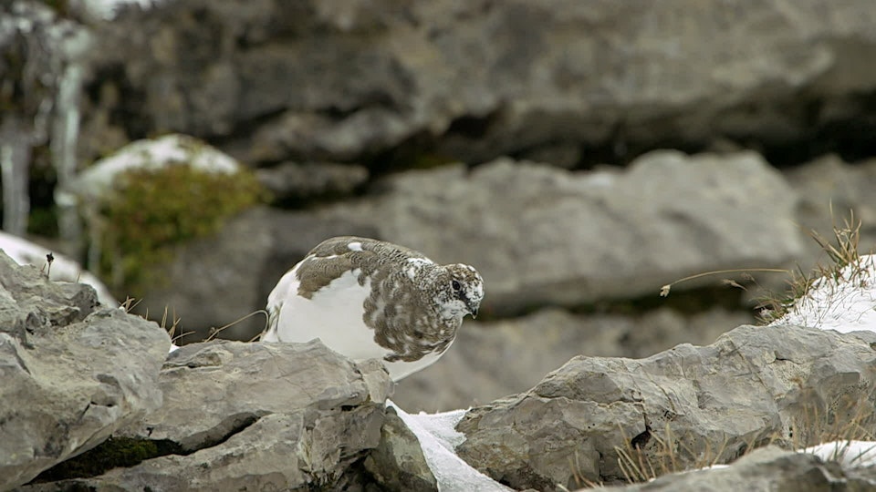 Wunderwelt Schweiz – Wasser und Eis