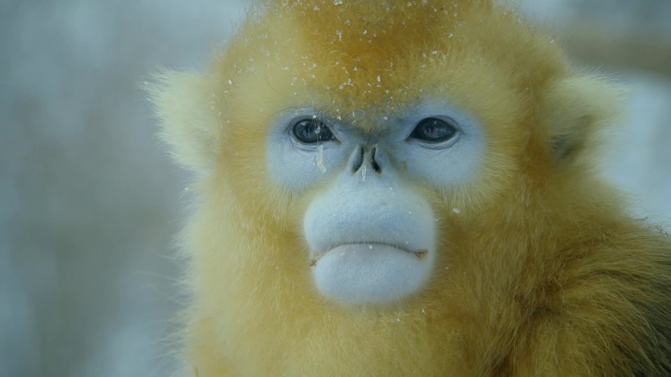 Wildest Indochina: Southwest China