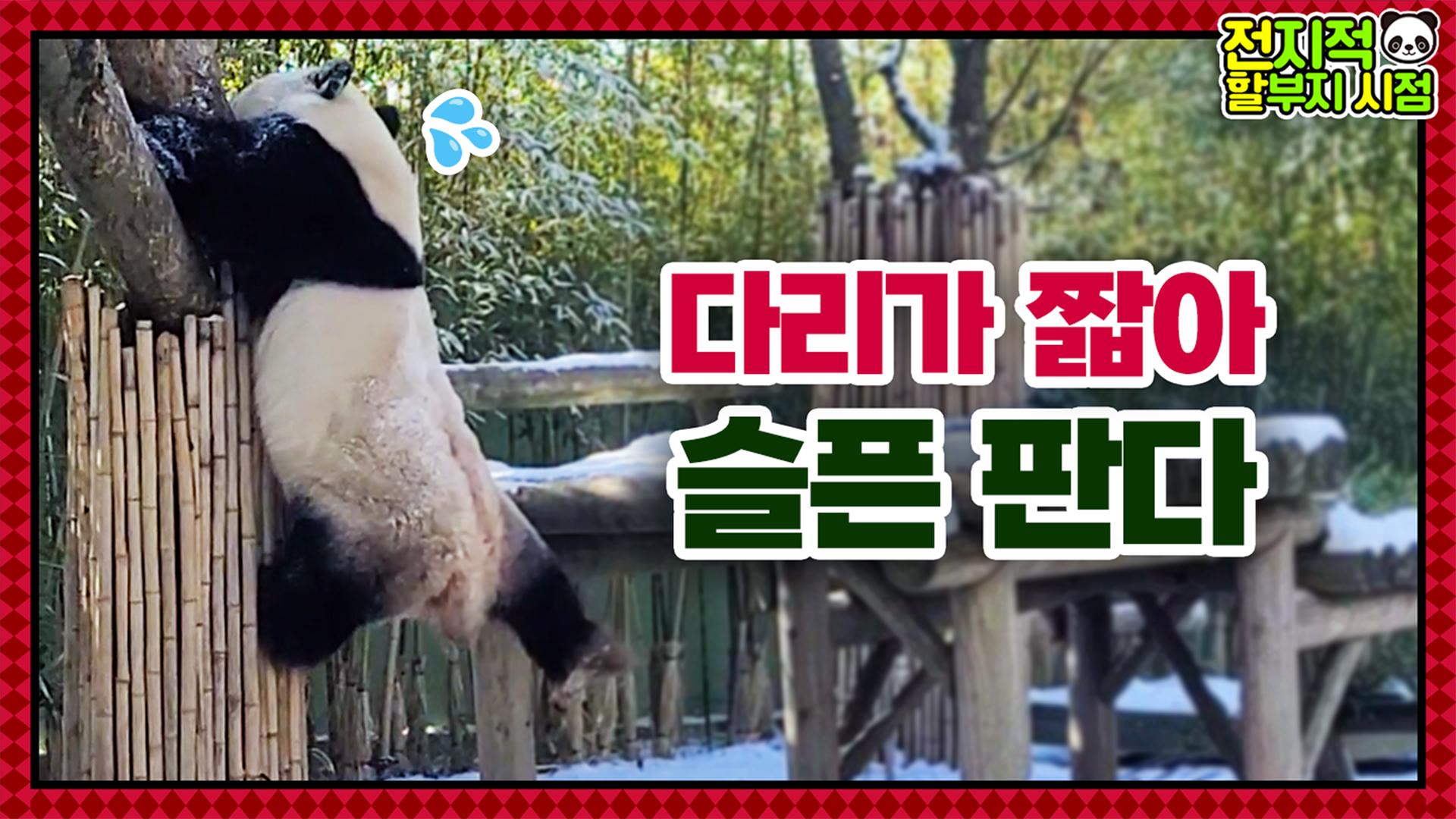 “발이 안 닿아…!” 나무에서 내려오려 애쓰는 판다ㅋㅋㅋ(with 메리 푸리스마