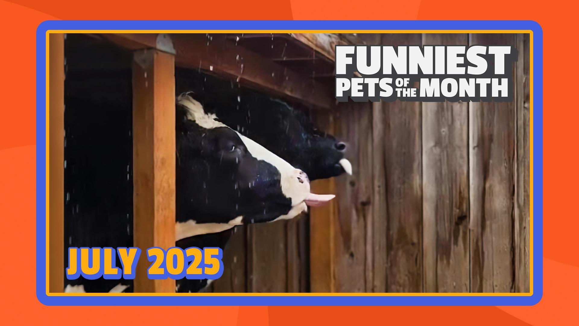 Funniest Pets of the Month | Ep. 2.8