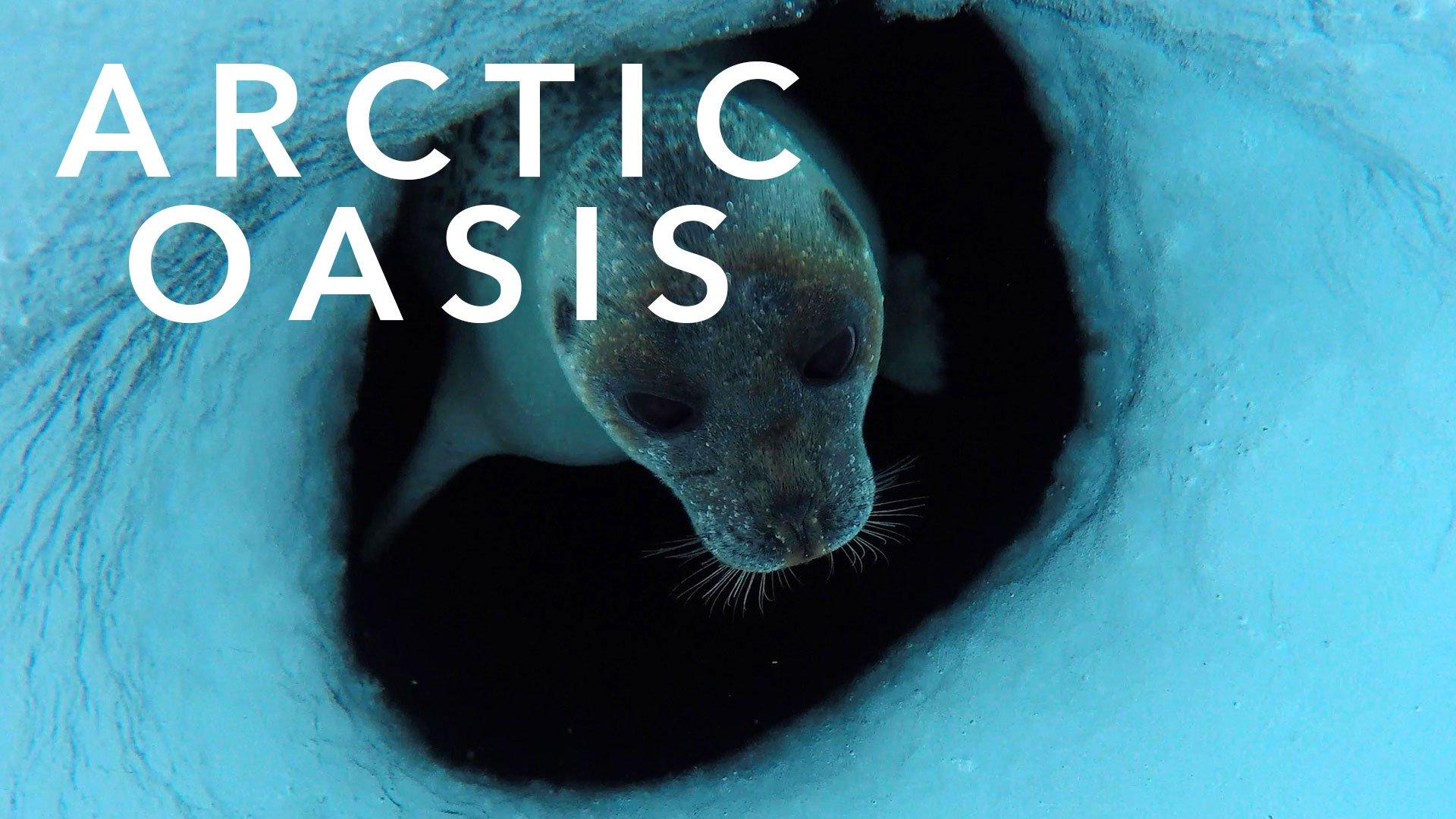 The Arctic Oasis