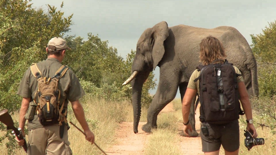 Africa From Cape To Kruger