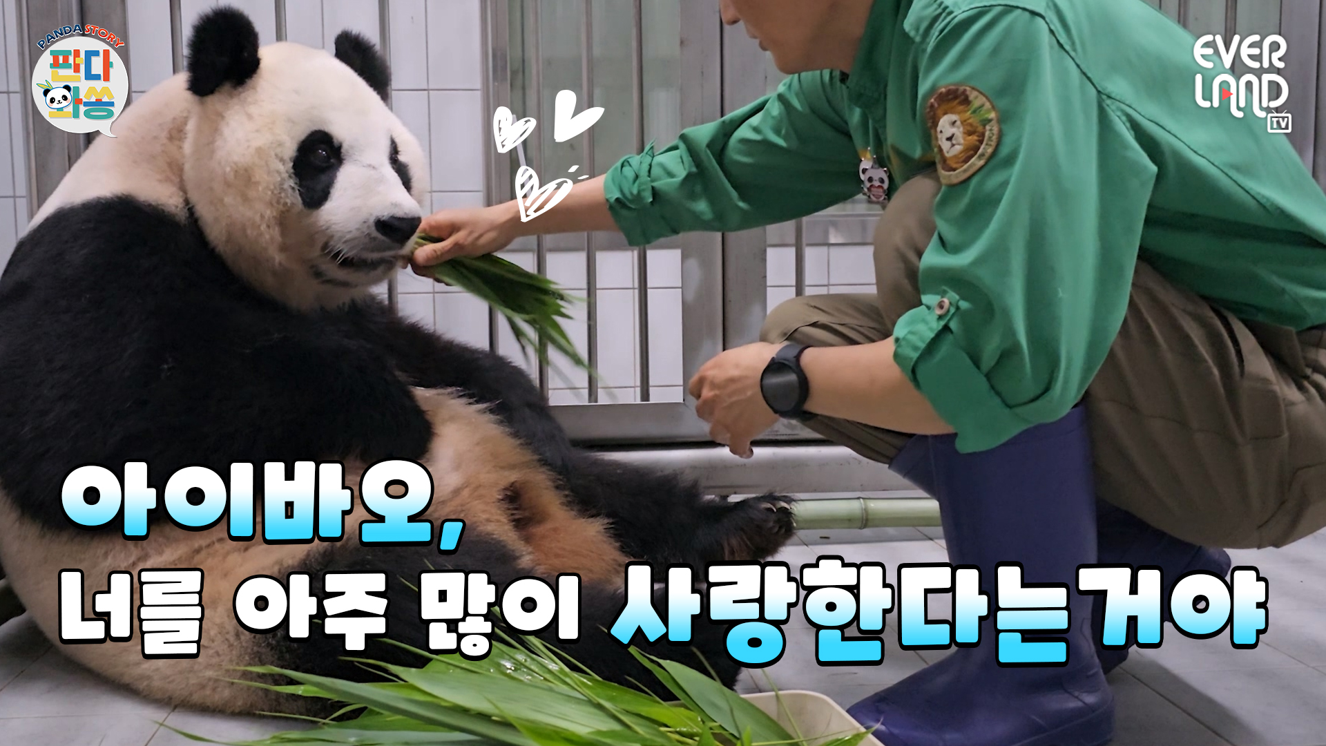 댓잎 새순을 모아 입에 넣어준다는 건...│아이바오 위해 마음을 쏟는 송바오와