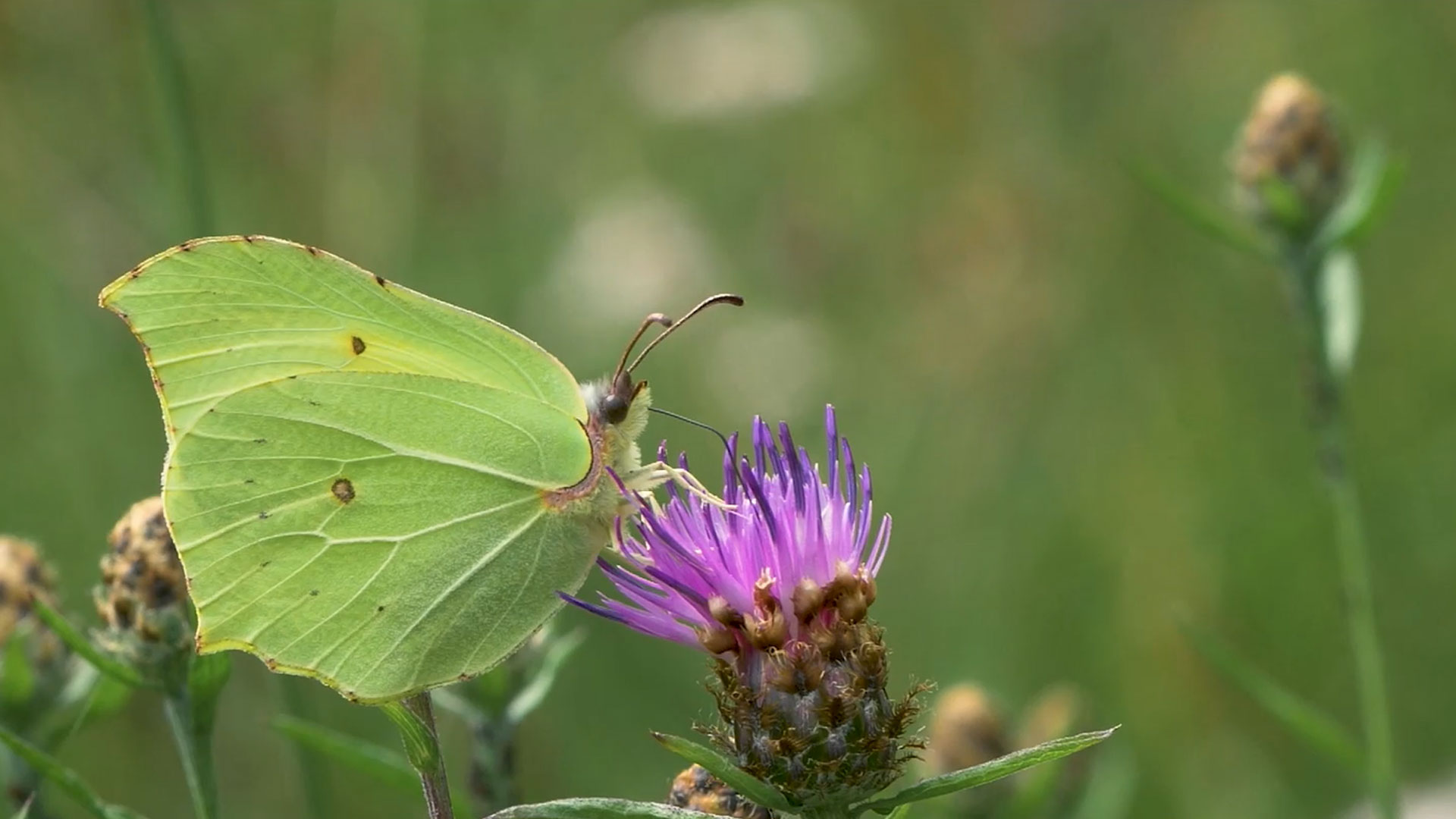 Der Insekten-Beschützer