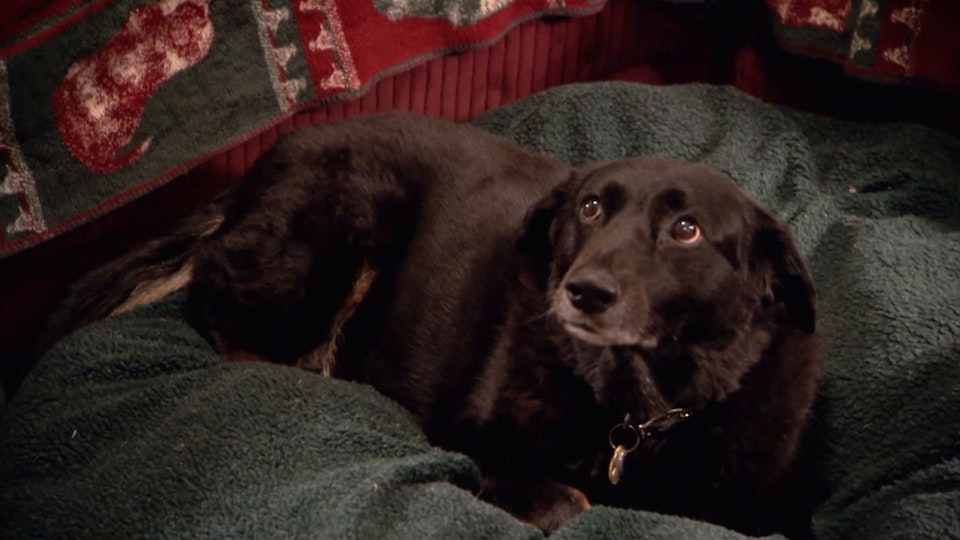 El encantador de perros