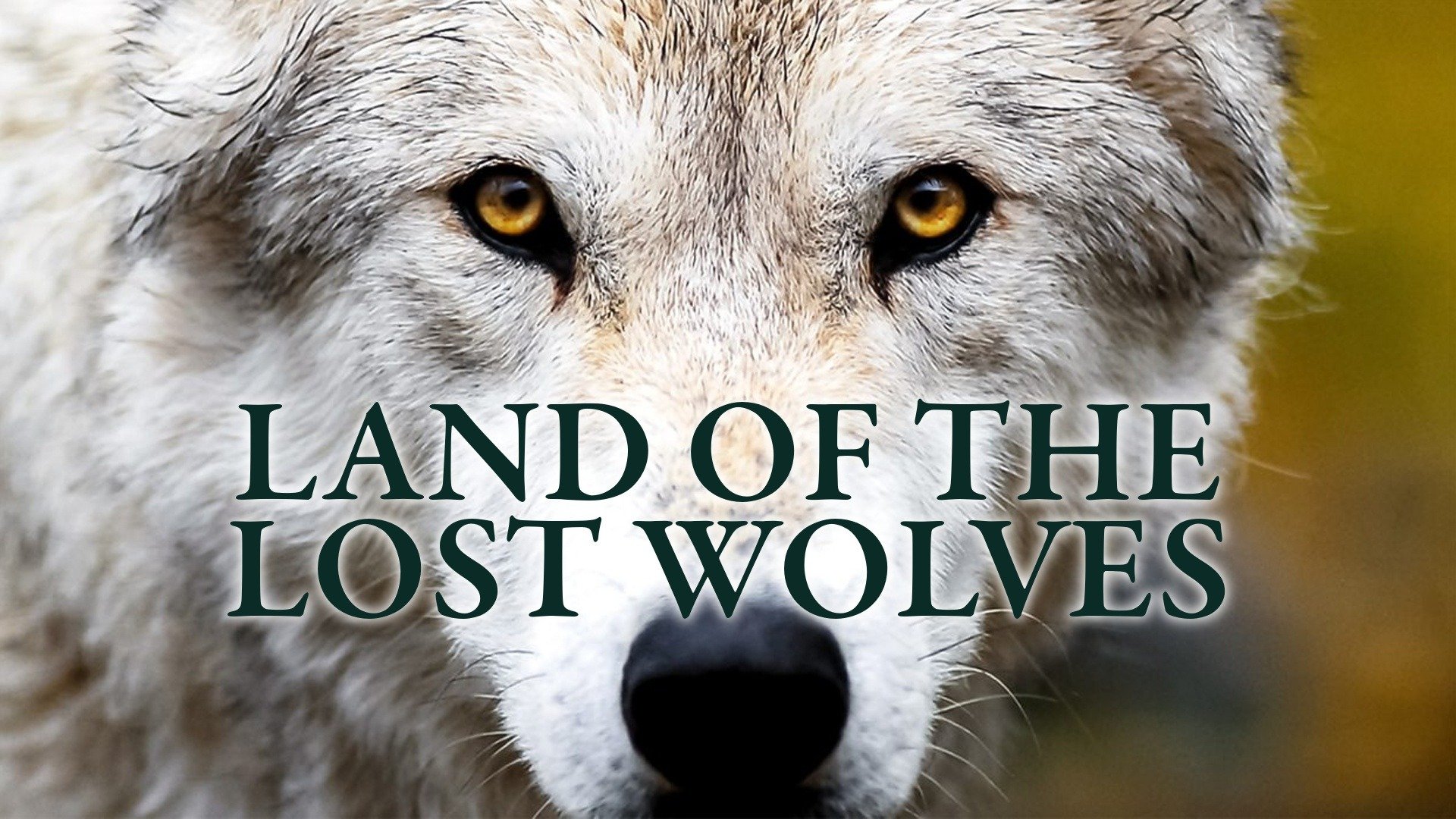 Land of the Lost Wolves