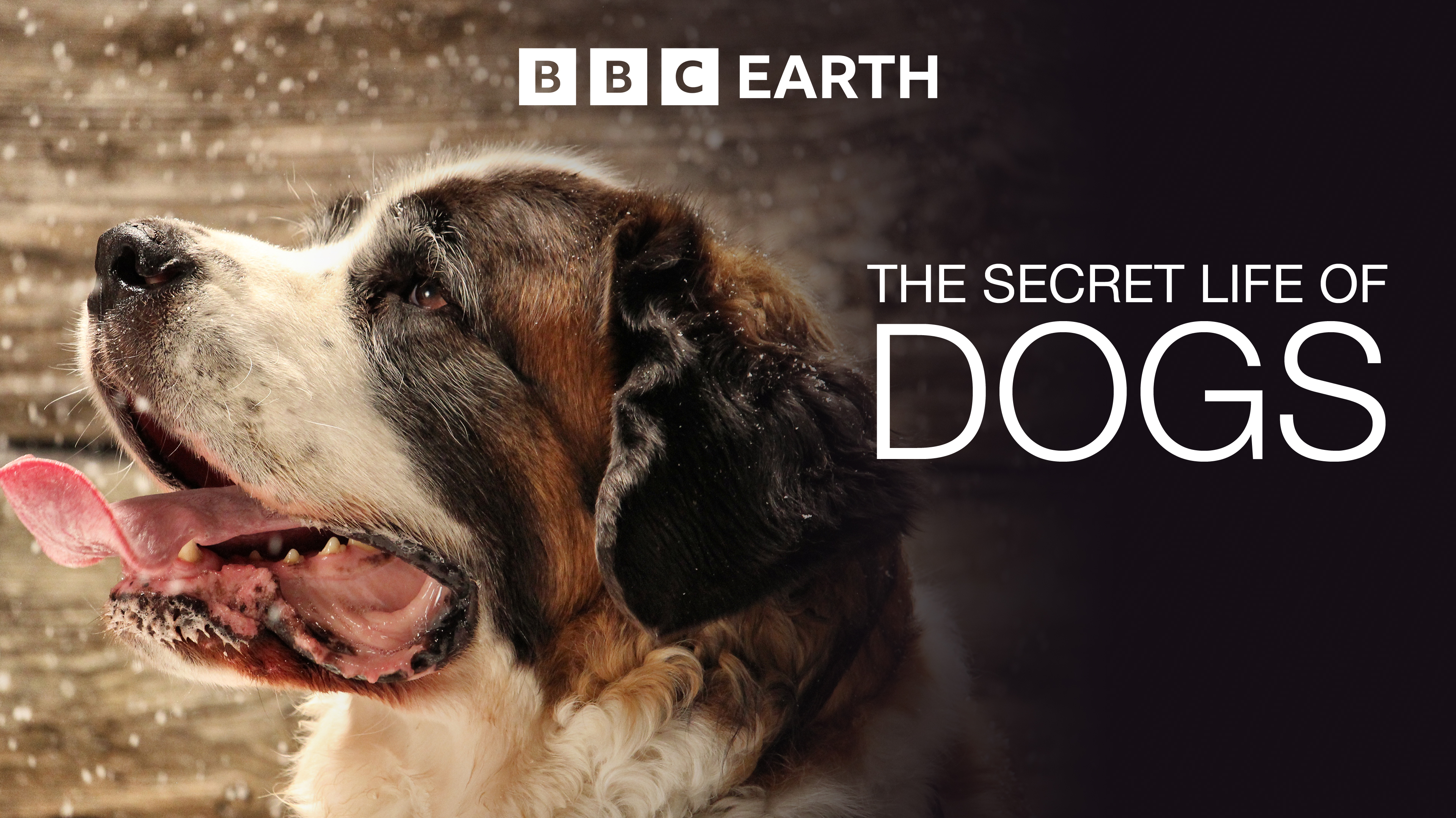 The Secret Life of Dogs