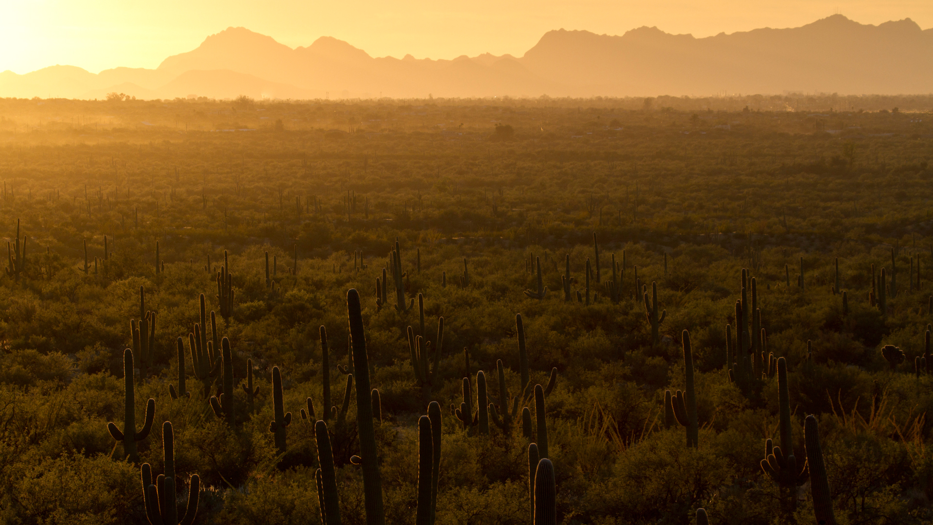 Der Saguaro-Nationalpark